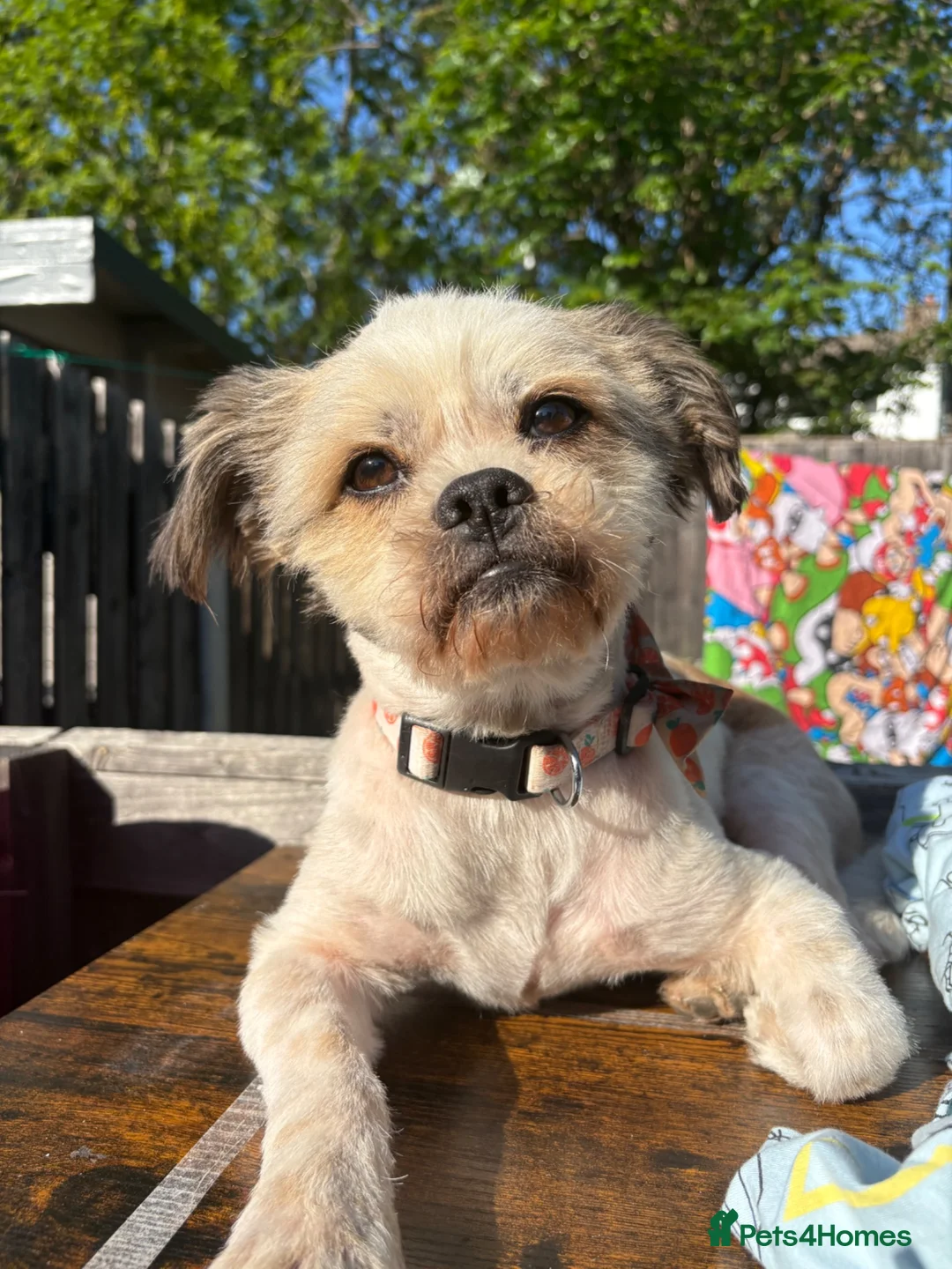 Malshi dogs for sale: mixed breed- shih tzu x maltese - Advert 1