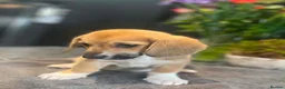 Mixed Breed dogs for sale: Beautiful Corgi cross basset pups 🐾 - Advert 7
