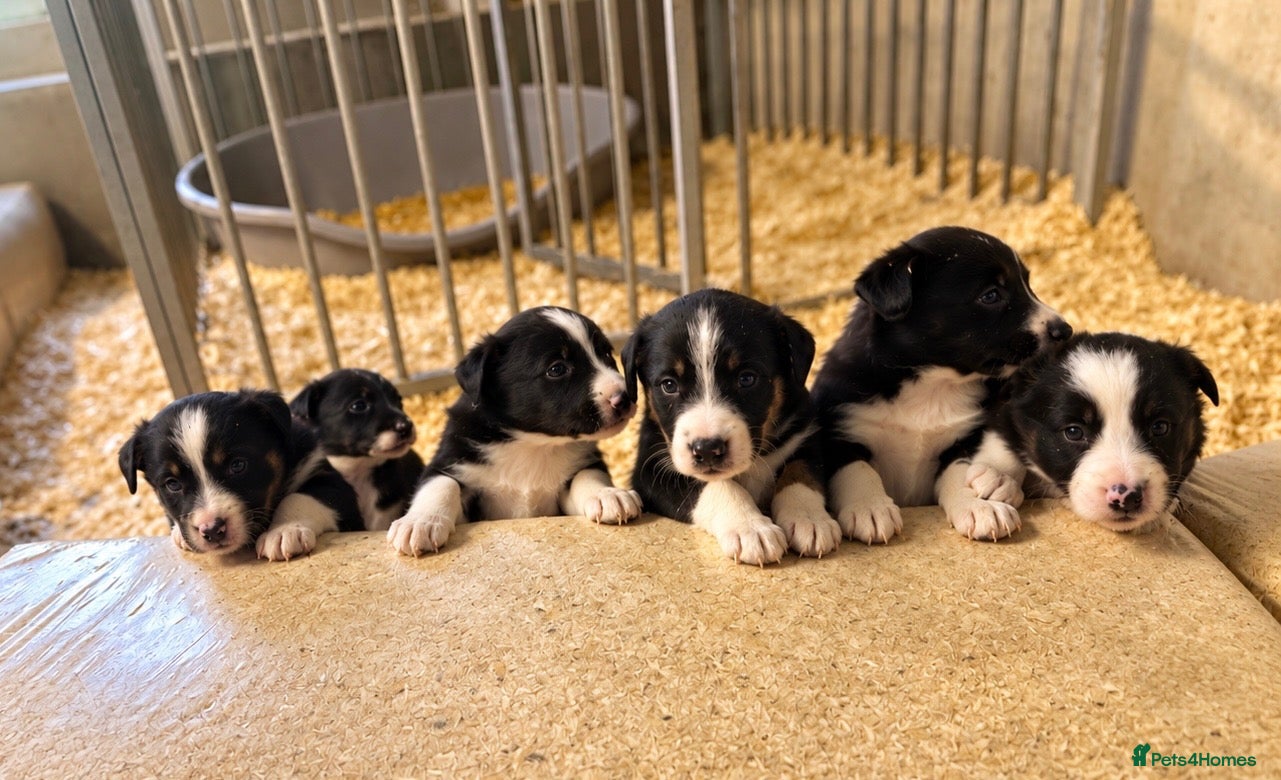 Border Collie dogs Border collie puppies  - Advert 1