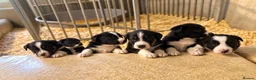 Border Collie dogs for sale: Border collie puppies  - Advert 1