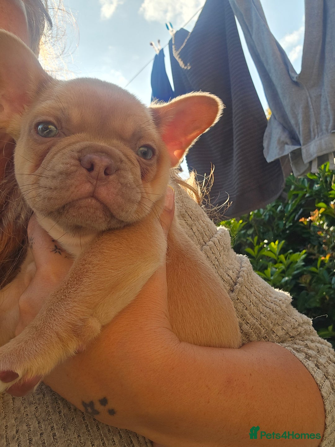 French Bulldog dogs for sale: Ready Now  - Image 1