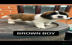 Saint Bernard dogs for sale: Stunning kc Saint Bernard puppies  - Image 22