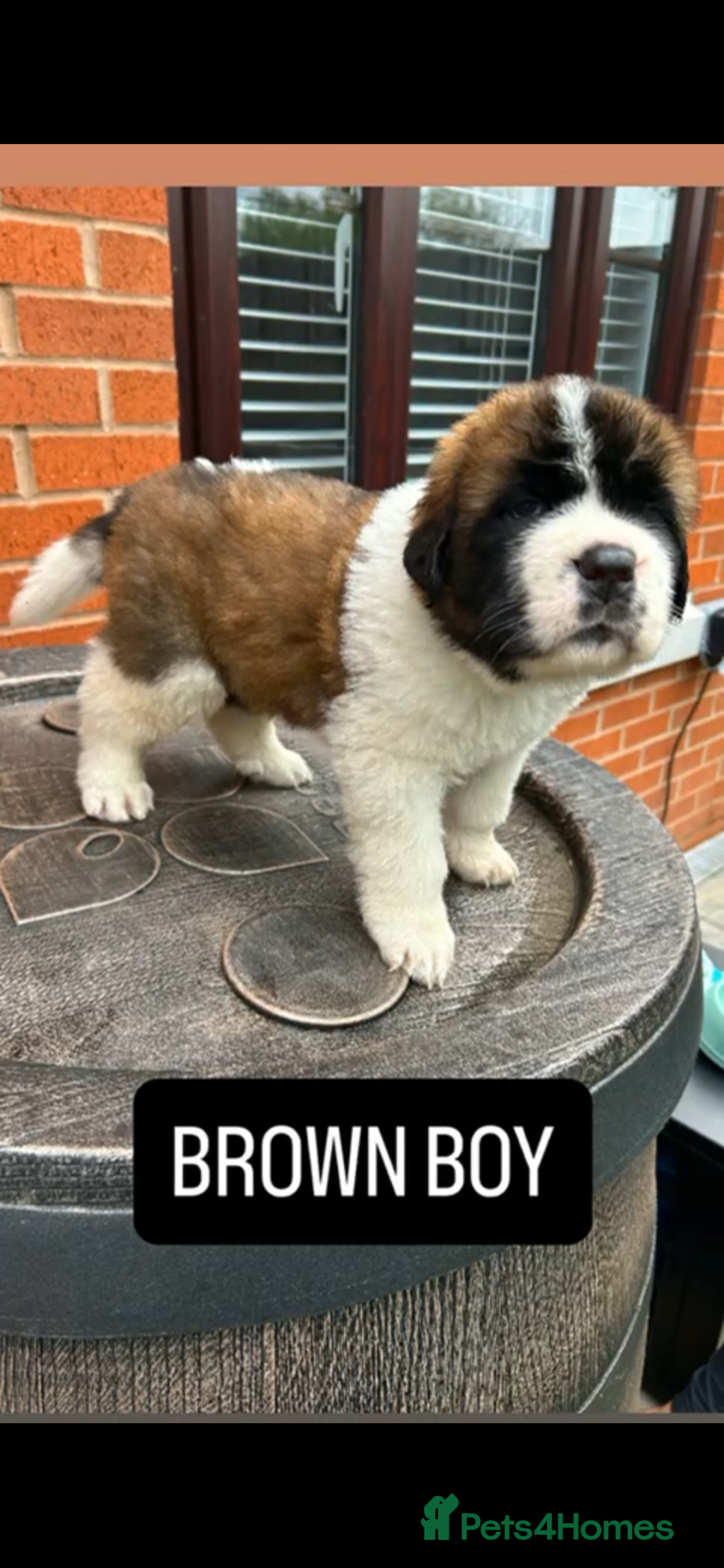 Saint Bernard dogs for sale: Stunning kc Saint Bernard puppies  - Image 22