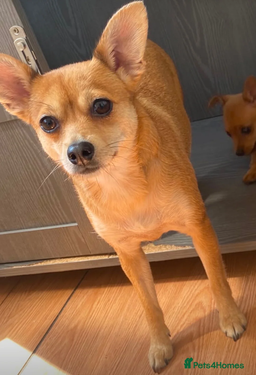 Jack Chi dogs for sale: Female chihuahua x Jack Russell 5 months old. - Advert 10