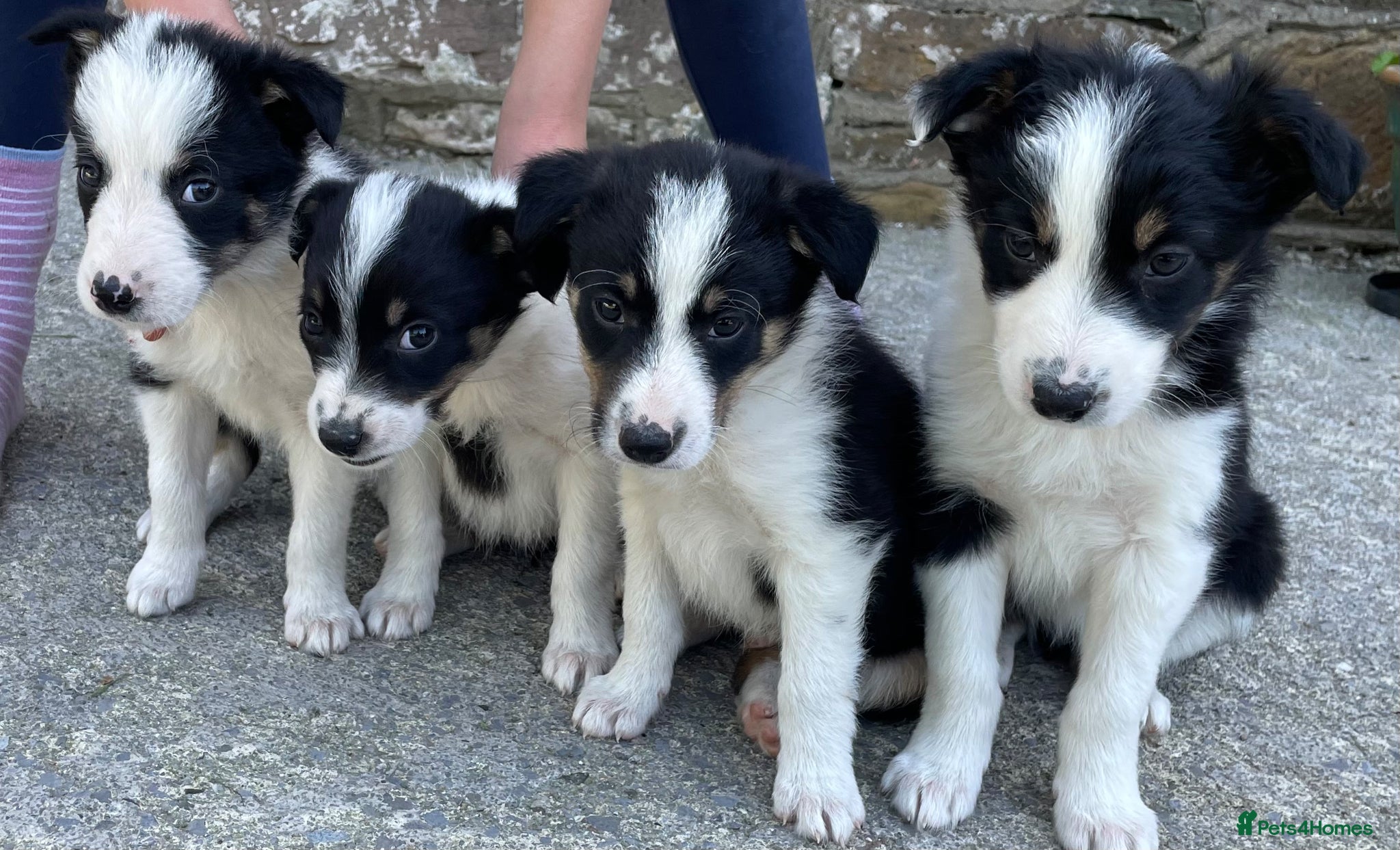 Border Collie dogs 4 Border Collie Puppies  - Advert 1