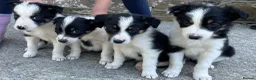 Border Collie dogs for sale: 4 Border Collie Puppies  - Advert 1