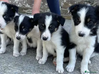 Border Collie dogs for sale: 4 Border Collie Puppies - Advert 1