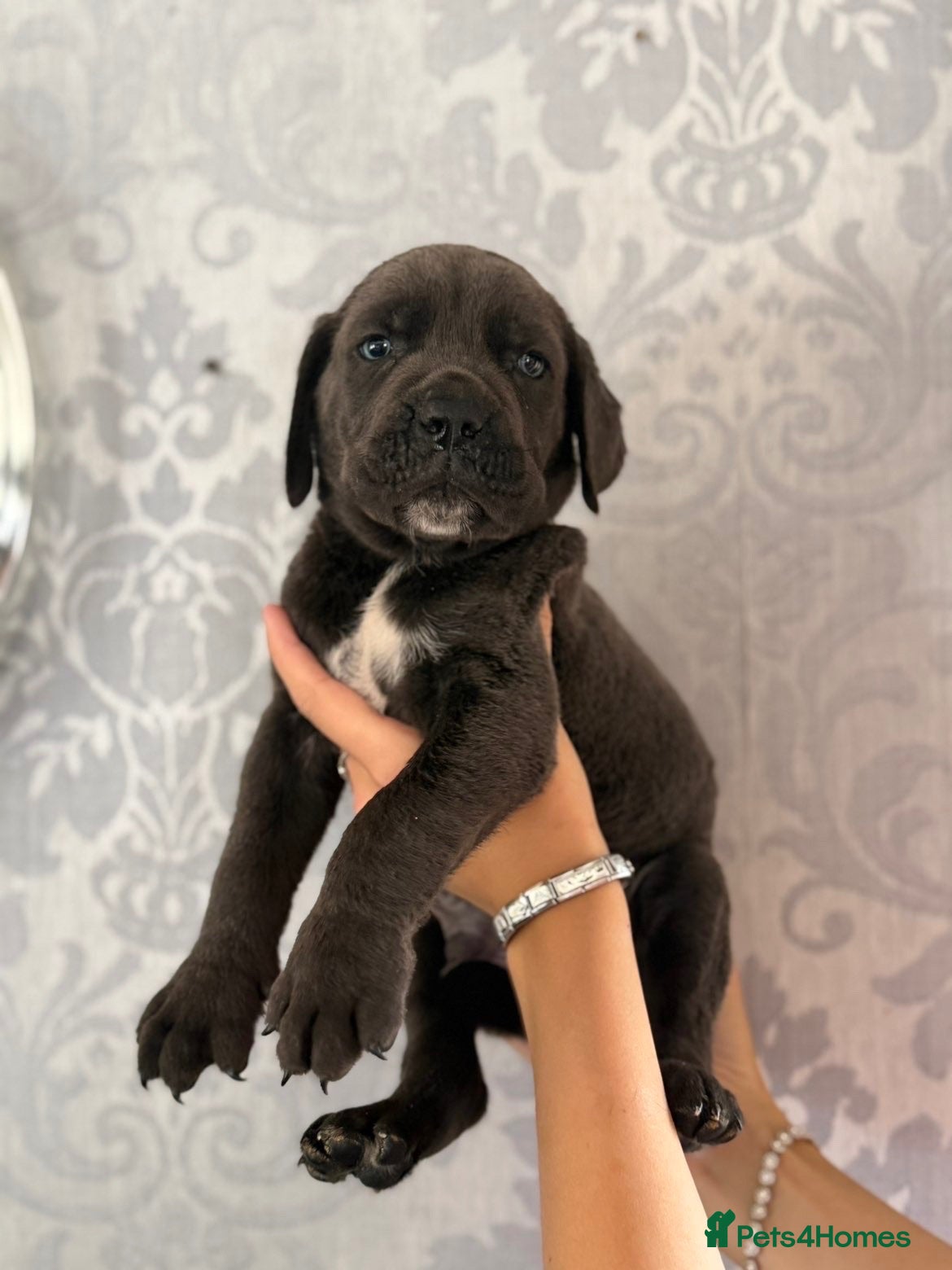 Cane Corso dogs 4 stunning cane corso puppies  - Advert 2