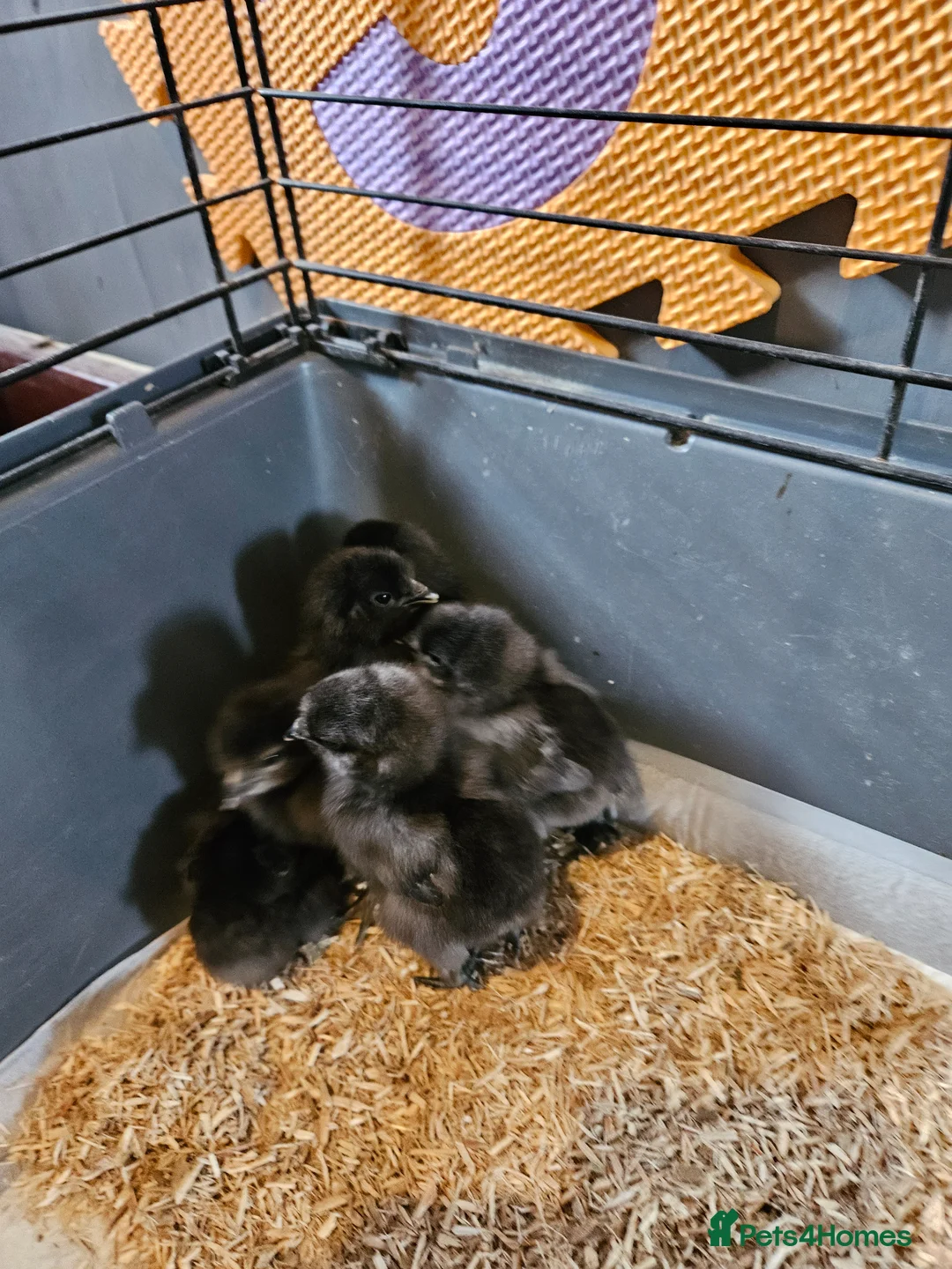 Chickens poultry for sale: Pekin/ tuftie chick's  in Spennymoor - Advert 2