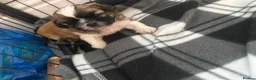 Shih Tzu dogs for sale: Available now! 1 Gorgeous little boy left🥰 - Advert 14