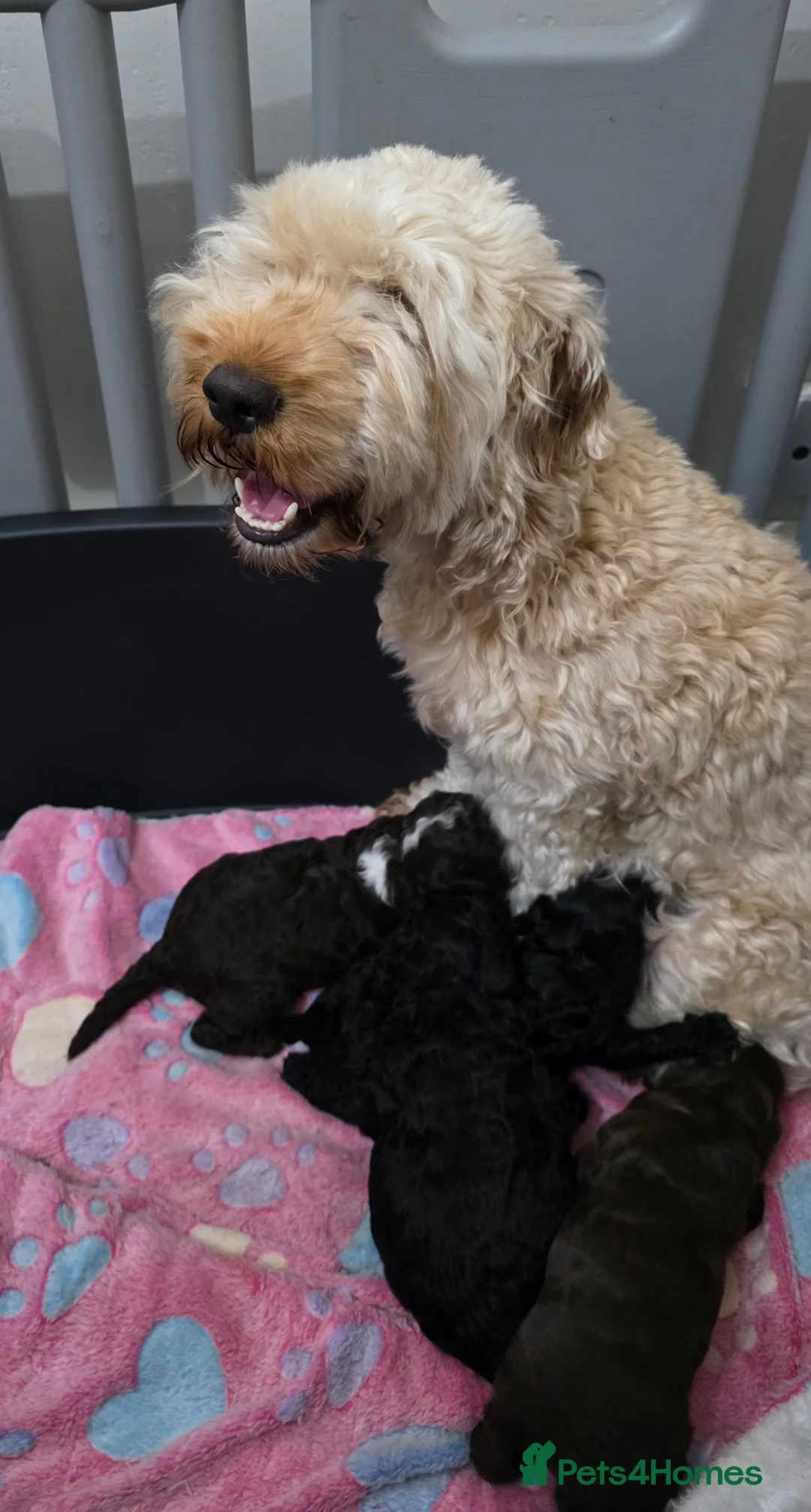 Cockapoo dogs for sale: Beautiful Cockerpoo Puppies  - Advert 2