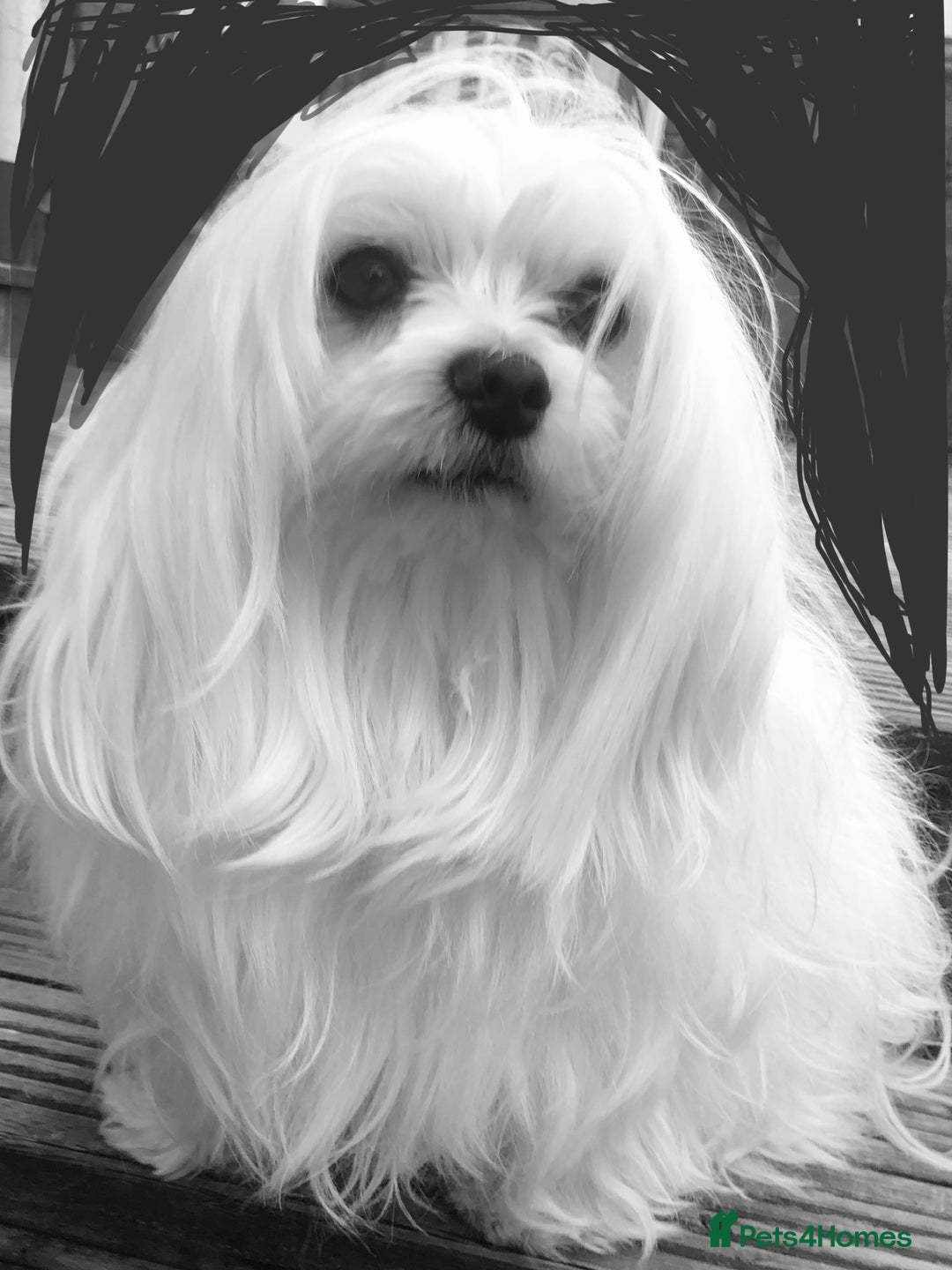 Maltese dogs for stud: KC reg Maltese STUD in Coatbridge - Advert 4