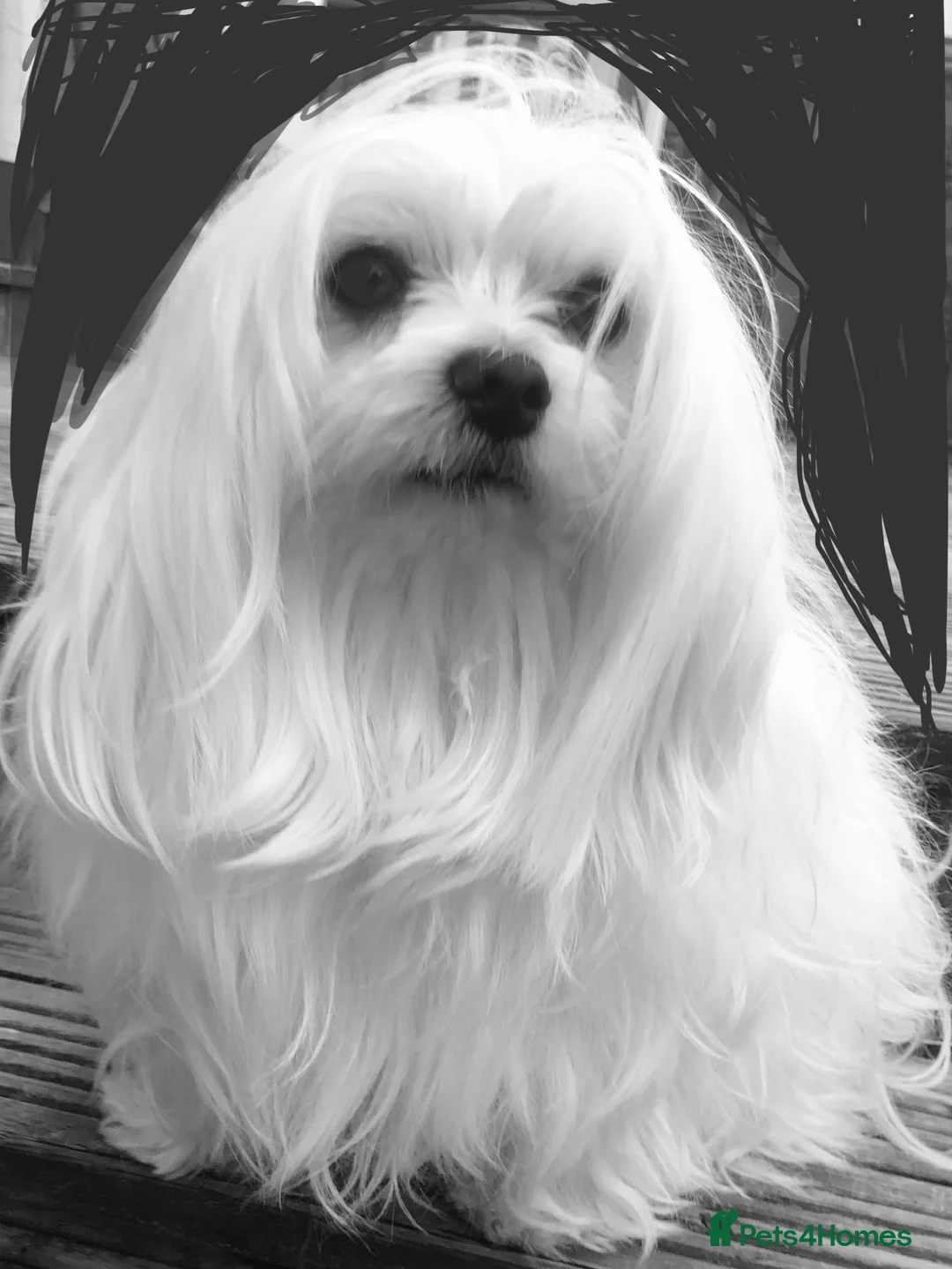 Maltese dogs for stud: KC reg Maltese STUD in Coatbridge - Advert 4