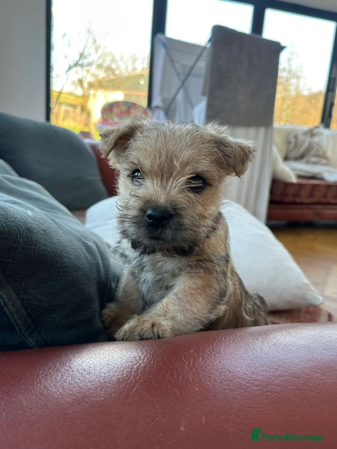 Cairn Terrier dogs for sale: Quality Beautiful KC Reg Cairn Terrier Puppies.  - Advert 33