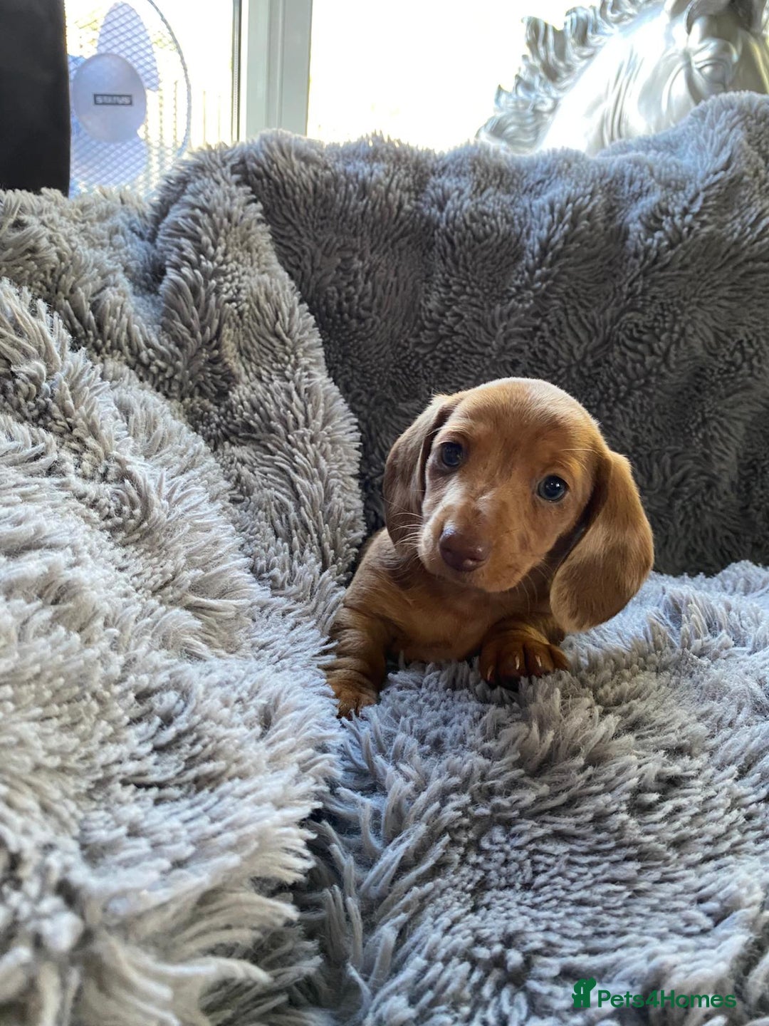 Miniature Dachshund dogs for sale: Stunning Miniature dachshund puppies  - Image 18
