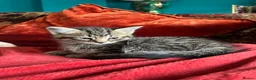 Pixie Bob cats for sale: Pixie Bob kittens - Polydactyl and non polydactyl - Advert 16