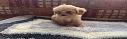 Cavalier King Charles Spaniel dogs for sale: Adorable Cavalier King Charles x Mini Poodle Pups - Advert 10