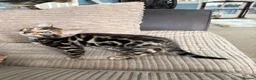 Bengal cats for sale: TICA Bengal kittens available.  - Advert 17