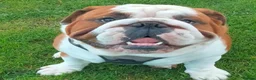 English Bulldog dogs for stud: For Stud: George (red/white) PROVEN in Brighouse - Advert 2