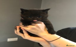 British Shorthair cats for sale: STUNNING AND LOVING BSH x DSH KITTENS - Image 13
