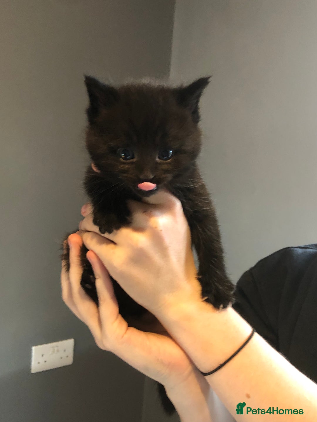 British Shorthair cats for sale: STUNNING AND LOVING BSH x DSH KITTENS - Image 13