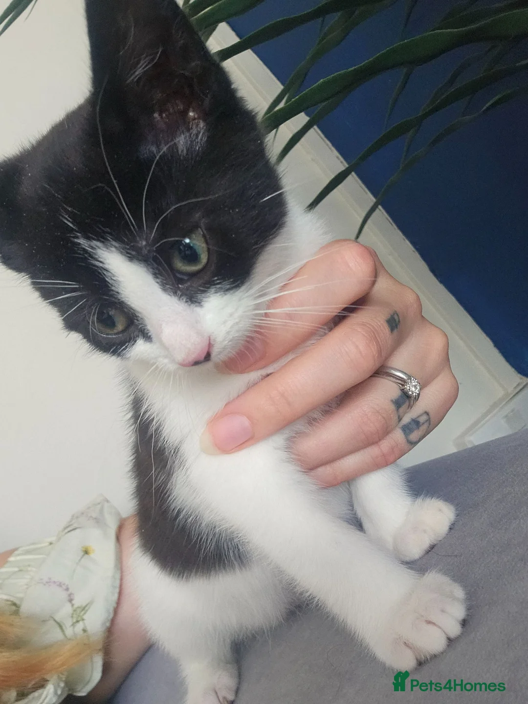 Mixed Breed cats for sale: 2 beautiful female kittens - Advert 6
