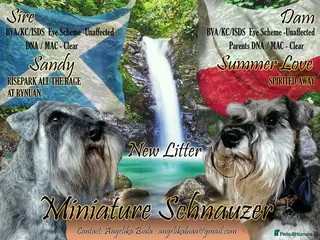 Miniature Schnauzer dogs Miniature Schnauzer - Advert 3