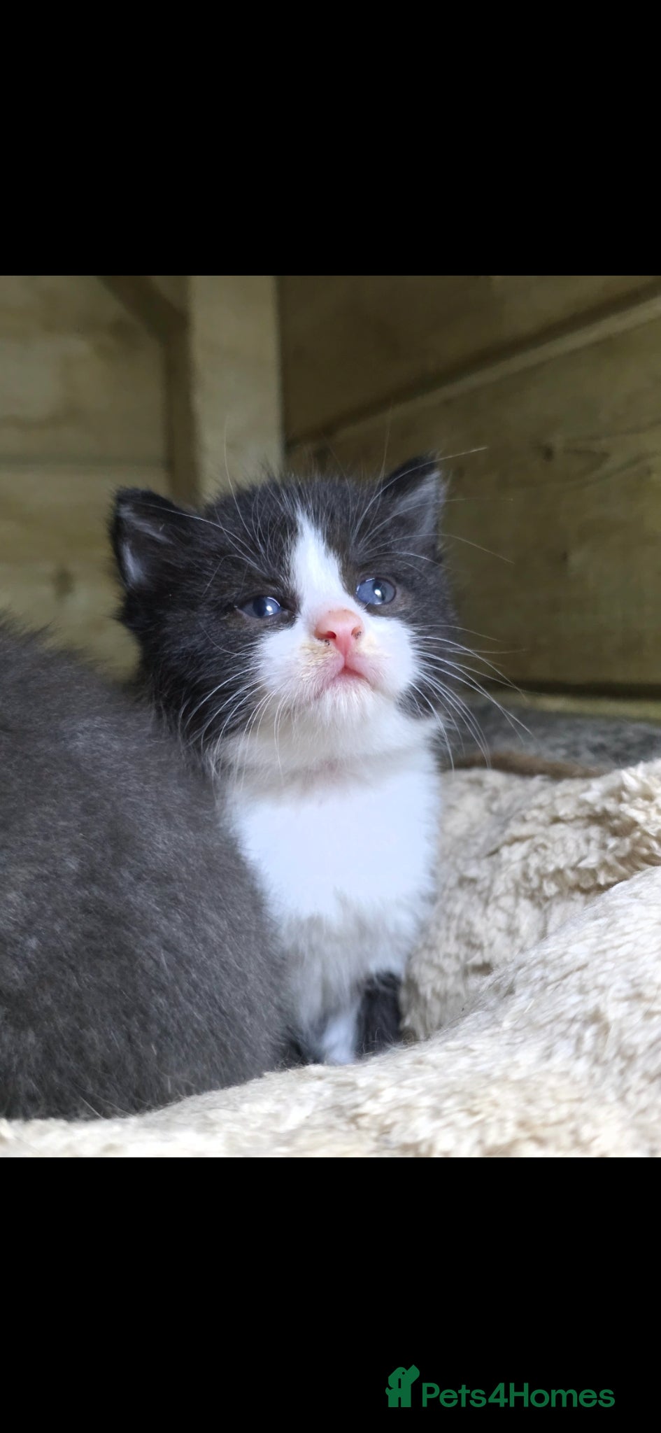 Mixed Breed cats for sale: Tabby farm kittens  - Advert 8