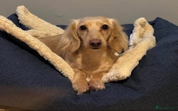 Miniature Dachshund dogs for sale: KC Cream Long Haired Miniature Dachshunds - Advert 1