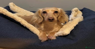 Miniature Dachshund dogs KC Cream Long Haired Miniature Dachshunds - Advert 11