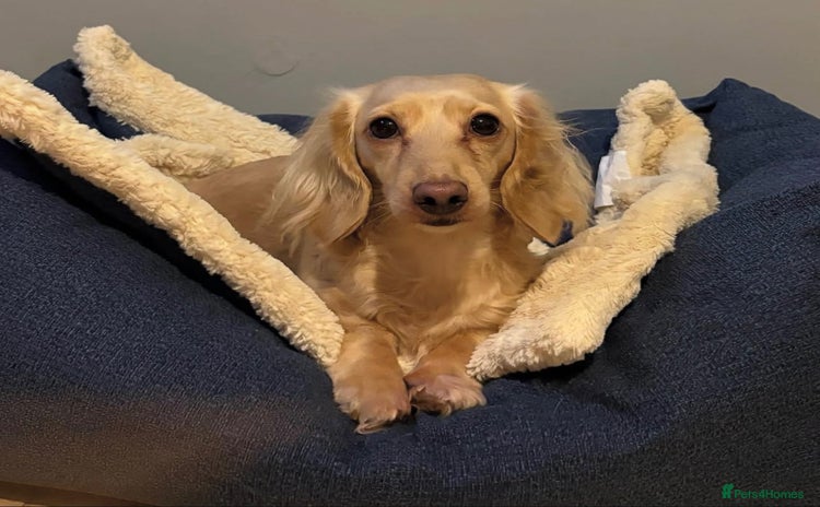 Miniature Dachshund dogs KC Cream Long Haired Miniature Dachshunds - Advert 7