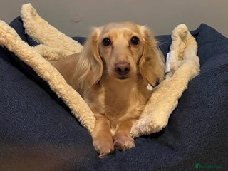 Miniature Dachshund dogs for sale: KC Cream Long Haired Miniature Dachshunds - Advert 1