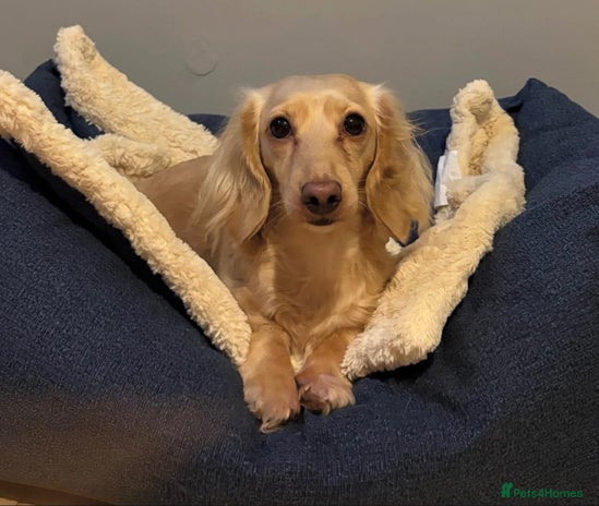 Miniature Dachshund dogs KC Cream Long Haired Miniature Dachshunds - Advert 1