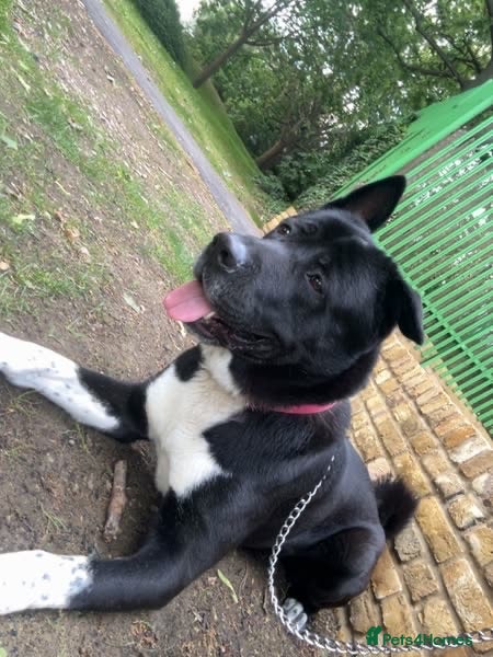 Mixed Breed dogs Akita male - Advert 1