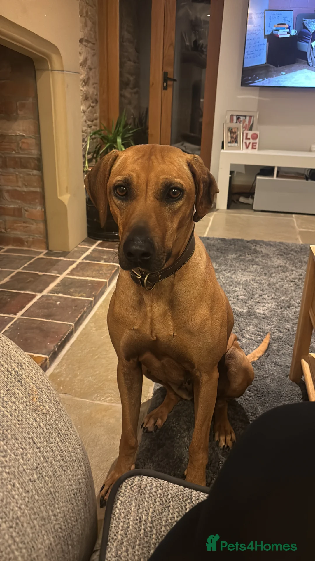 Rhodesian Ridgeback dogs for sale: Rhodesian ridgeback puppies in Wolverhampton - Advert 11