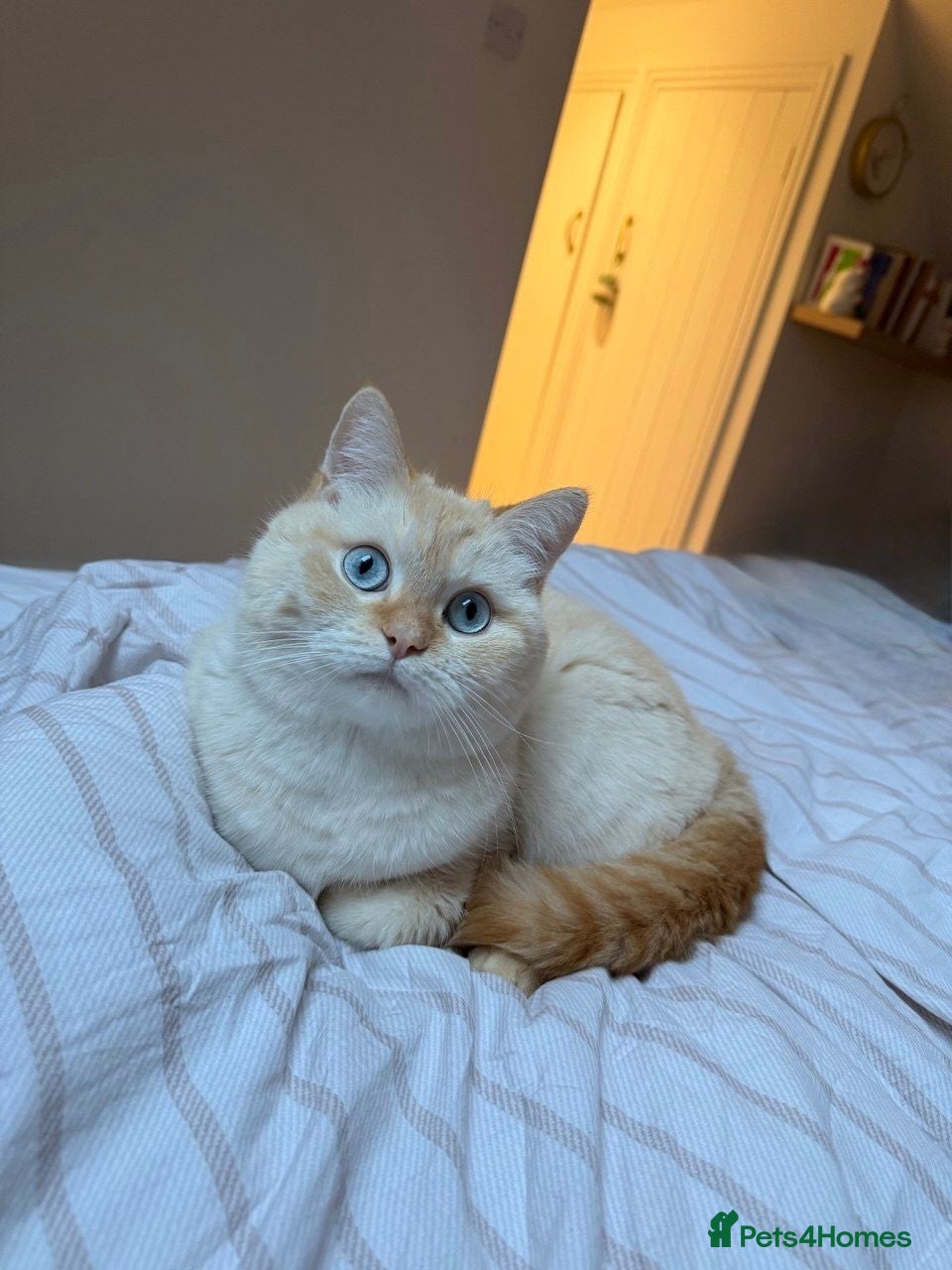 Mixed Breed cats Affectionate Male Cat (neutered, microchipped etc) - Advert 1