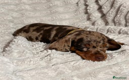 Dachshund dogs for sale: Litter of 5 beautiful dachshund pups for sale. - Image 10