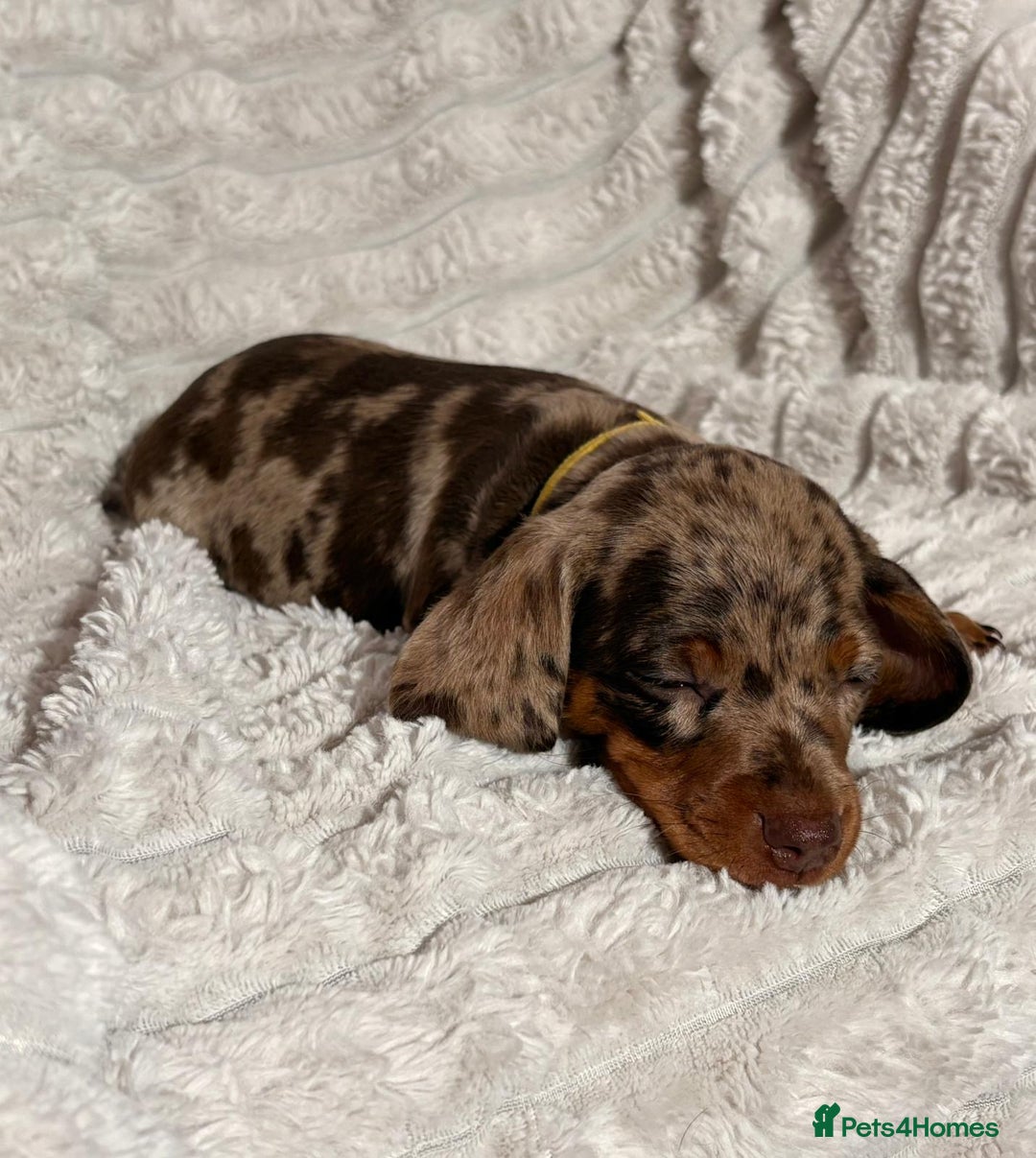 Dachshund dogs for sale: Litter of 5 beautiful dachshund pups for sale. - Image 10