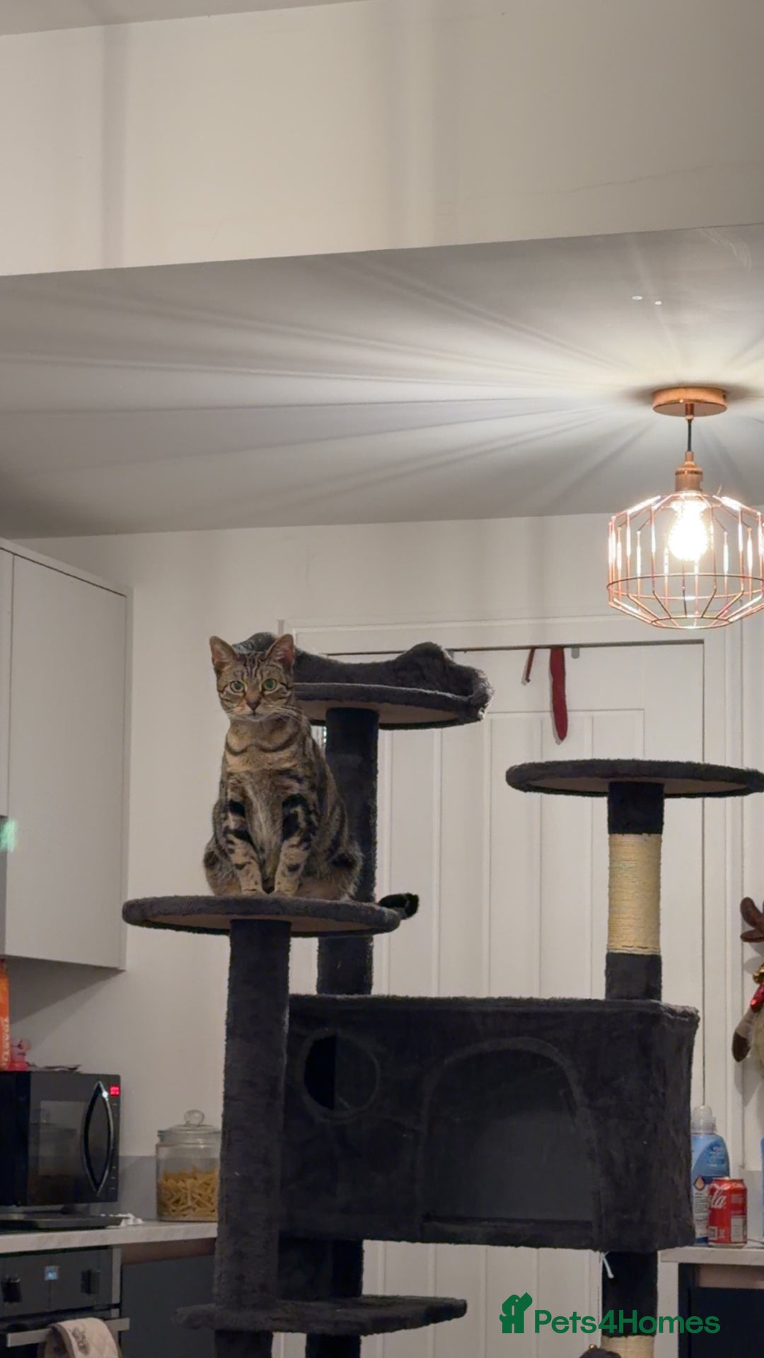 Mixed Breed cats for sale: Must go together! - Advert 7