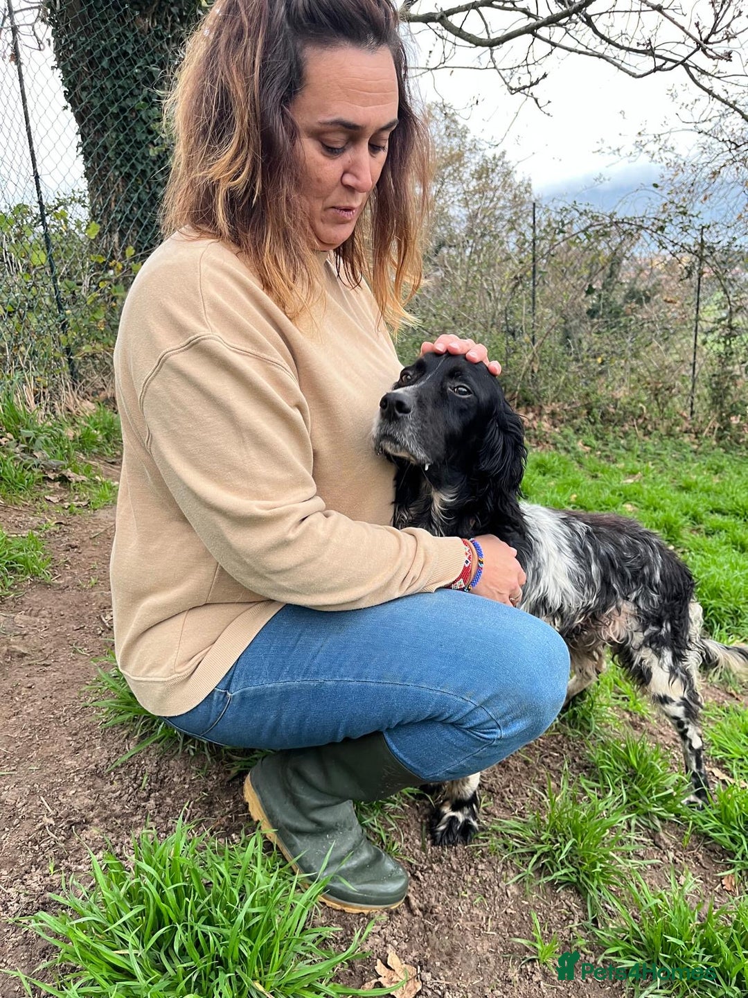 English Setter dogs for adoption: Jara   - Advert 3