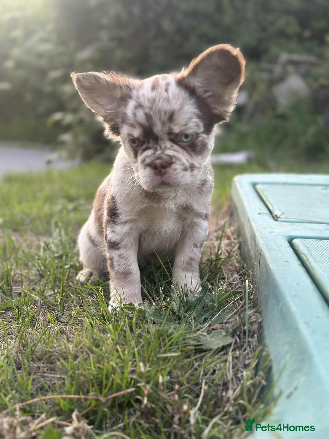 French Bulldog dogs for sale: Fluffy Frenchie Merle / Rojo & Tan REDUCED📥 - Image 6