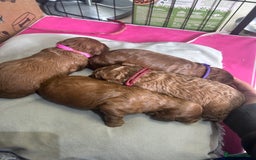 Cavapoo dogs for sale: 7 gorgeous F1b Cavapoo Puppies (4 girls & 3 boys)  - Image 4