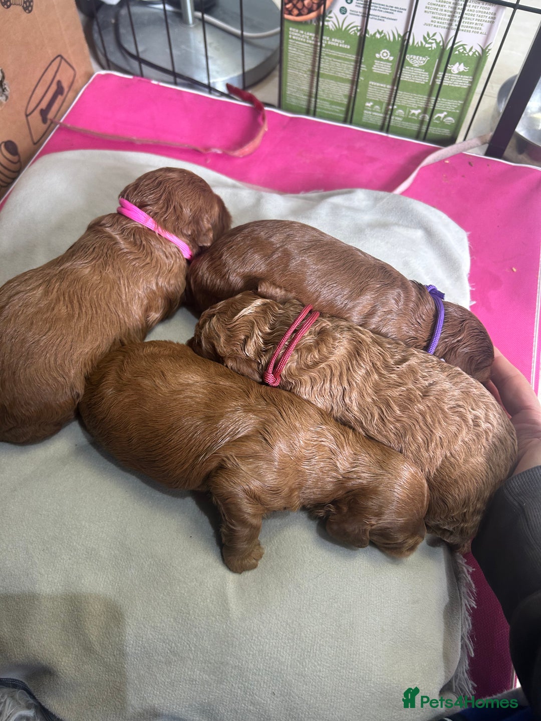 Cavapoo dogs for sale: 7 gorgeous F1b Cavapoo Puppies (4 girls & 3 boys)  - Image 4