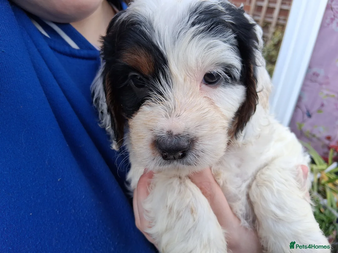 Cockapoo dogs for sale: Stunning cockerpoo puppies ready mid March - Advert 5