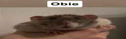 Rat rodents for sale: Male rats for rehome  - Advert 2