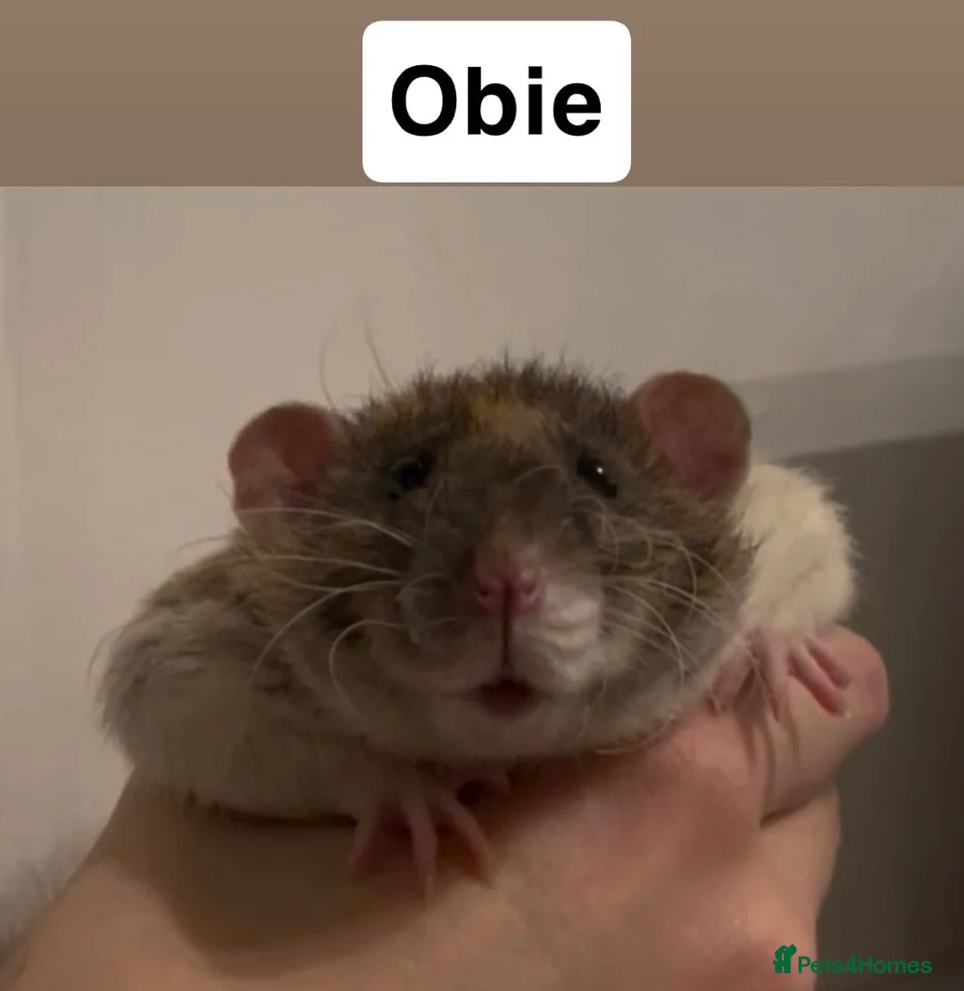 Rat rodents for sale: Male rats for rehome  - Advert 2