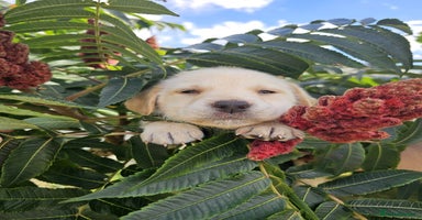 Labrador Retriever dogs - Advert 7