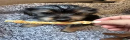 Yorkshire Terrier dogs for sale: Yorkshire terrier puppies for sale  - Advert 5