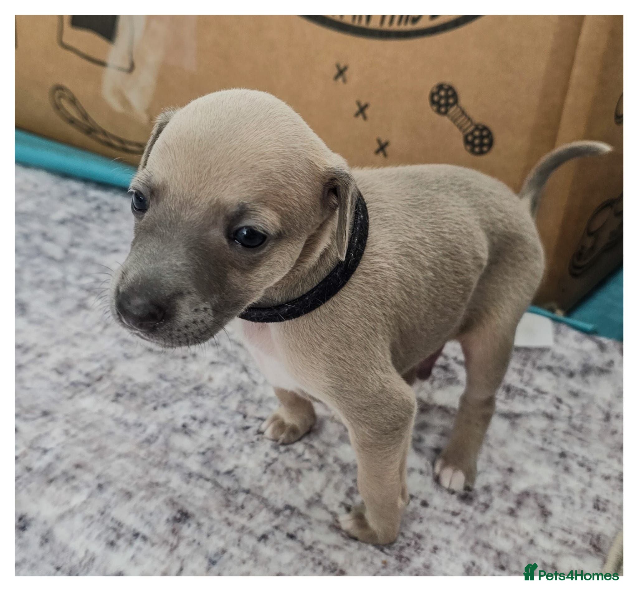 Mixed Breed dogs Stunning whippet/Italian greyhound puppies(wiggys) - Advert 18