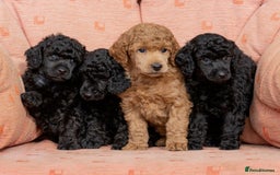 Miniature Poodle dogs for sale: Exquisite, DNA clear, puppies,  Slaves wanted! - Image 1